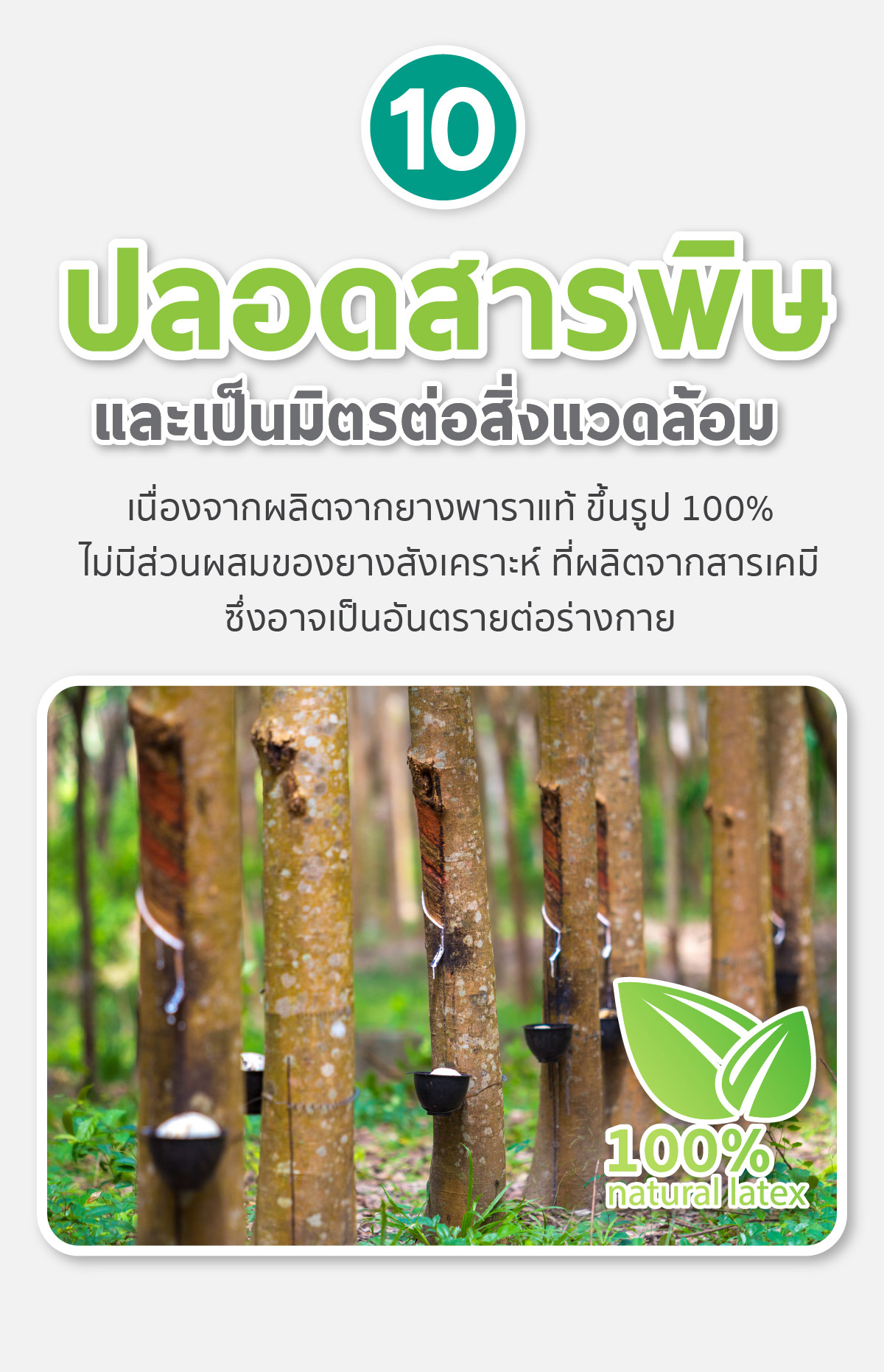 ที่นอนยางพารา-ที่นอนยางพาราแท้-topper ยางพารา-ที่นอนยางพารา 6 ฟุต-ที่นอนยางพารา 5 ฟุต-ที่นอนยางพารา 3.5 ฟุต-ราคา ที่นอน ยางพารา